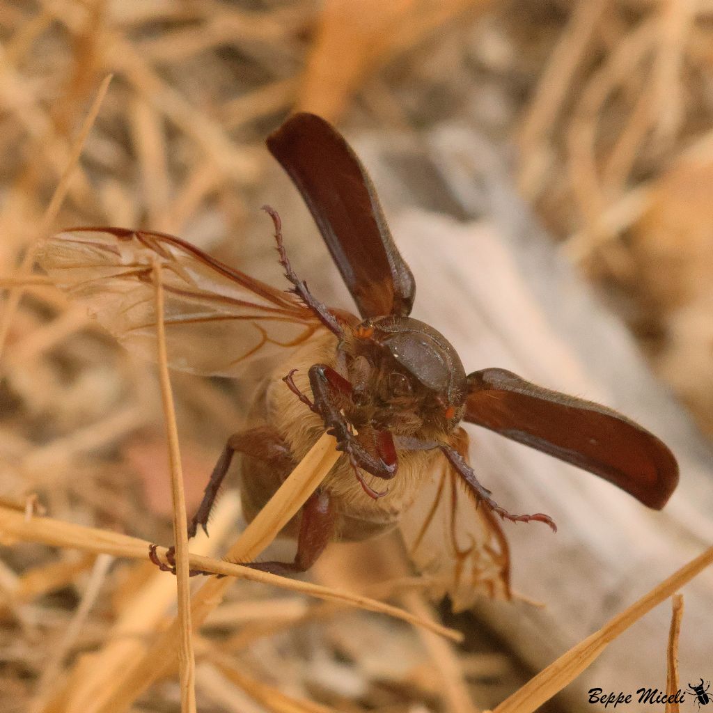 Melolonthidae:  Aplidia transversa ?